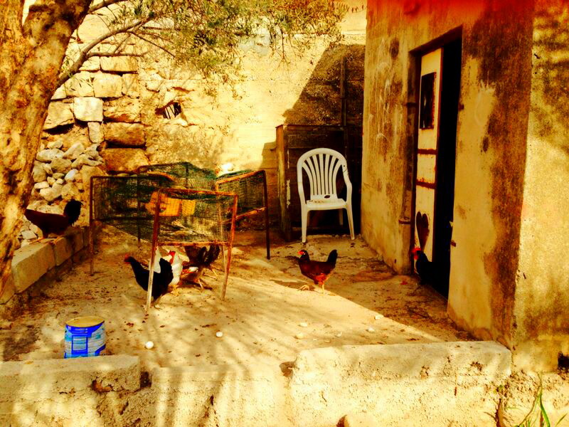 يعيش معظم سكان خربة أبو خميش على الزراعة وتربية المواشي والدواجن