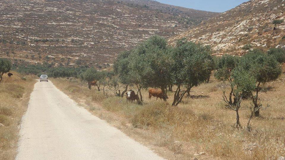 عقربا يانون