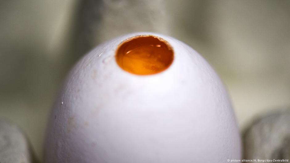 egg-1.jpg (25 KB)