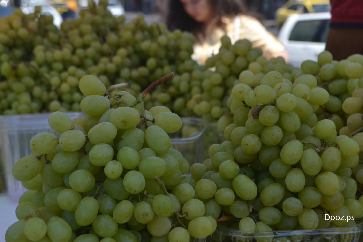 وزارة الزراعة مطالبة بحماية العنب بعد ضياع موسم البطيخ