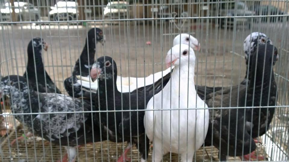 نابلس.. جولة مصورة في سوق الحمام والدواجن