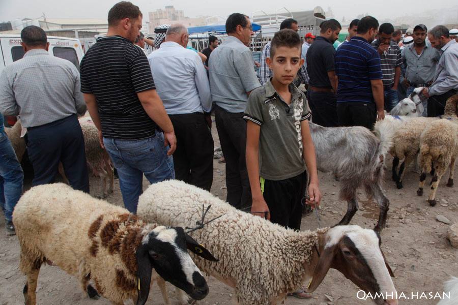 بالصور.. انتعاش سوق الحلال بنابلس قبيل العيد