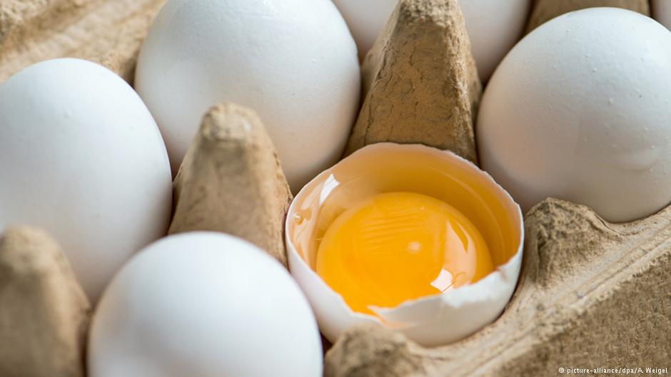 الزراعة تنوي تعويض مربي الدجاج المتضررين