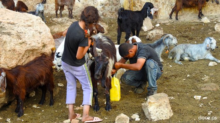 من الثروة الحيوانية شرق نابلس
