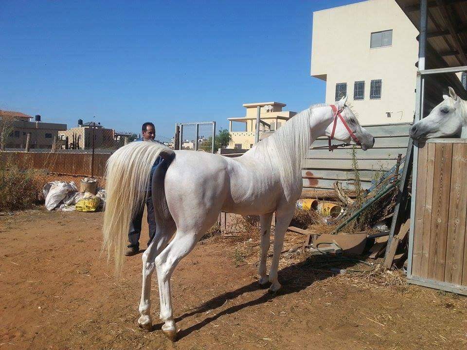 نادي نابلس للفروسية ينظم سباق الخيول العربية