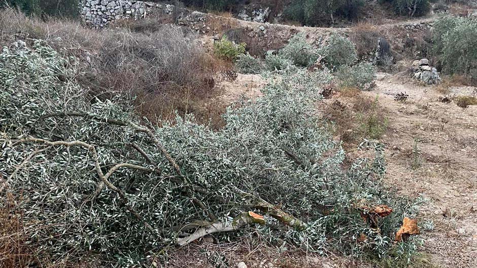 اقتلاع وتكسير أشجار زيتون في نعلين