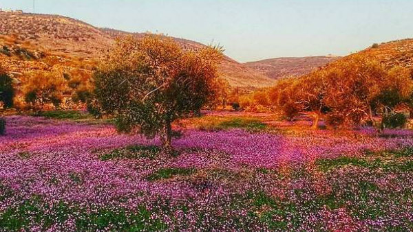 الربيع في قرية بزاريا